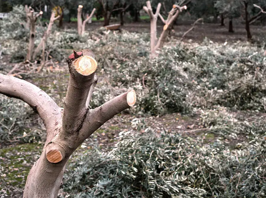 Arbre récemment élagué avec des branches coupées en arrière-plan